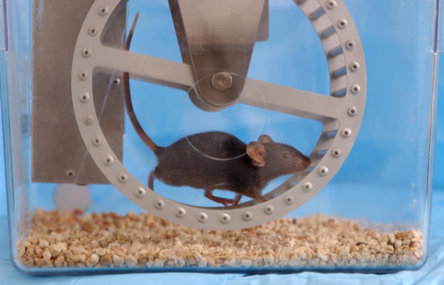 mouse exercise running wheel als